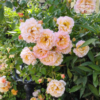 фото из отзыва ID 2700411