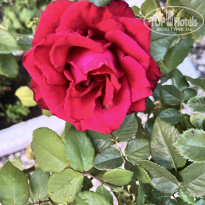 фото из отзыва ID 2700946