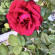 фото из отзыва ID 2700946