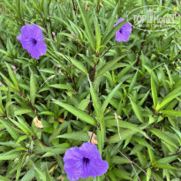 фото из отзыва ID 2700946