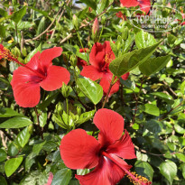 фото из отзыва ID 2700946