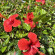 фото из отзыва ID 2700946