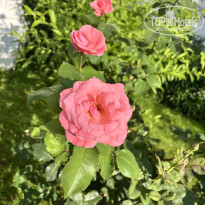 фото из отзыва ID 2700946