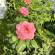 фото из отзыва ID 2700946