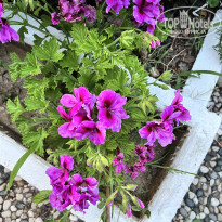 фото из отзыва ID 2700946