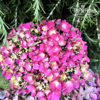 фото из отзыва ID 2700946