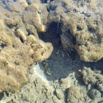 фото из отзыва ID 2702051