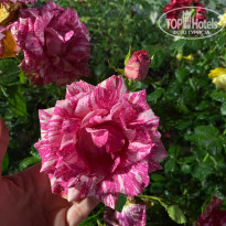 фото из отзыва ID 2702429