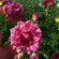 фото из отзыва ID 2702429