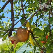 фото из отзыва ID 2702714