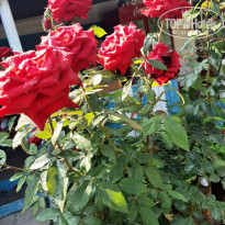 фото из отзыва ID 2703011