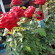 фото из отзыва ID 2703011