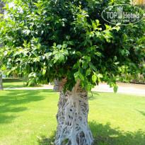 фото из отзыва ID 2703096