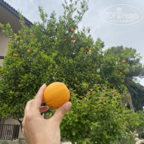 фото из отзыва ID 2703169
