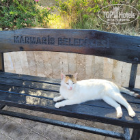 фото из отзыва ID 2703283