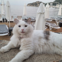 фото из отзыва ID 2703283