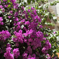 фото из отзыва ID 2703656
