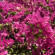 фото из отзыва ID 2704105