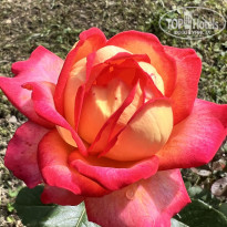 фото из отзыва ID 2704528