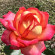 фото из отзыва ID 2704528