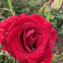 фото из отзыва ID 2704676
