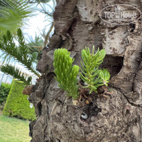 фото из отзыва ID 2704676