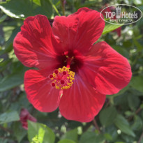 фото из отзыва ID 2704741