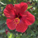 фото из отзыва ID 2704741