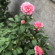 фото из отзыва ID 2701494