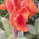 фото из отзыва ID 2705465