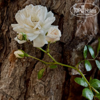фото из отзыва ID 2705713