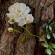фото из отзыва ID 2705713