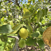 фото из отзыва ID 2705798