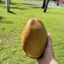 фото из отзыва ID 2705910