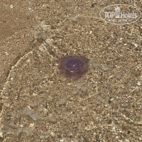 фото из отзыва ID 2706663