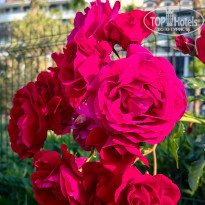 фото из отзыва ID 2706804