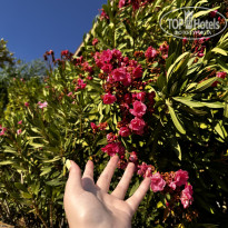 фото из отзыва ID 2706903