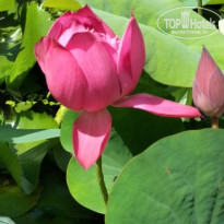 фото из отзыва ID 2707611