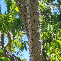 фото из отзыва ID 2706289