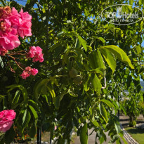 фото из отзыва ID 2706289