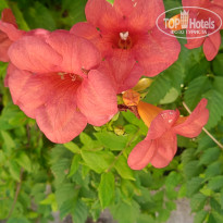 фото из отзыва ID 2708446