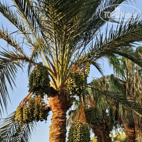 фото из отзыва ID 2708547