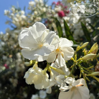 фото из отзыва ID 2708993