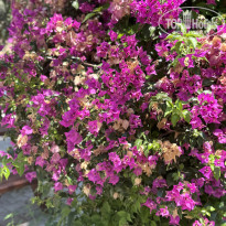 фото из отзыва ID 2709371