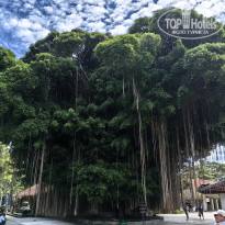фото из отзыва ID 2709373