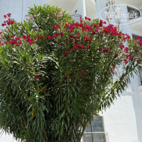 фото из отзыва ID 2709523