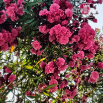 фото из отзыва ID 2709672