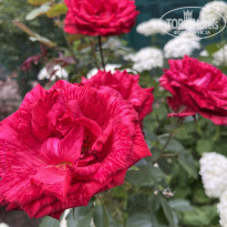 фото из отзыва ID 2709540