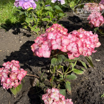фото из отзыва ID 2709540