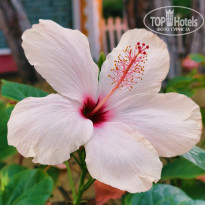фото из отзыва ID 2710182